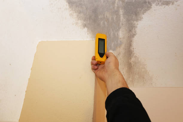 Environmental Consulting for Mold Prevention in Robinwood, MD