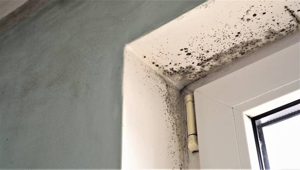 Professional Mold Inspection, Removal & Remediation in Robinwood, MD