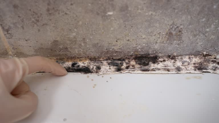 Asbestos and Lead Testing During Mold Inspection in Robinwood, MD